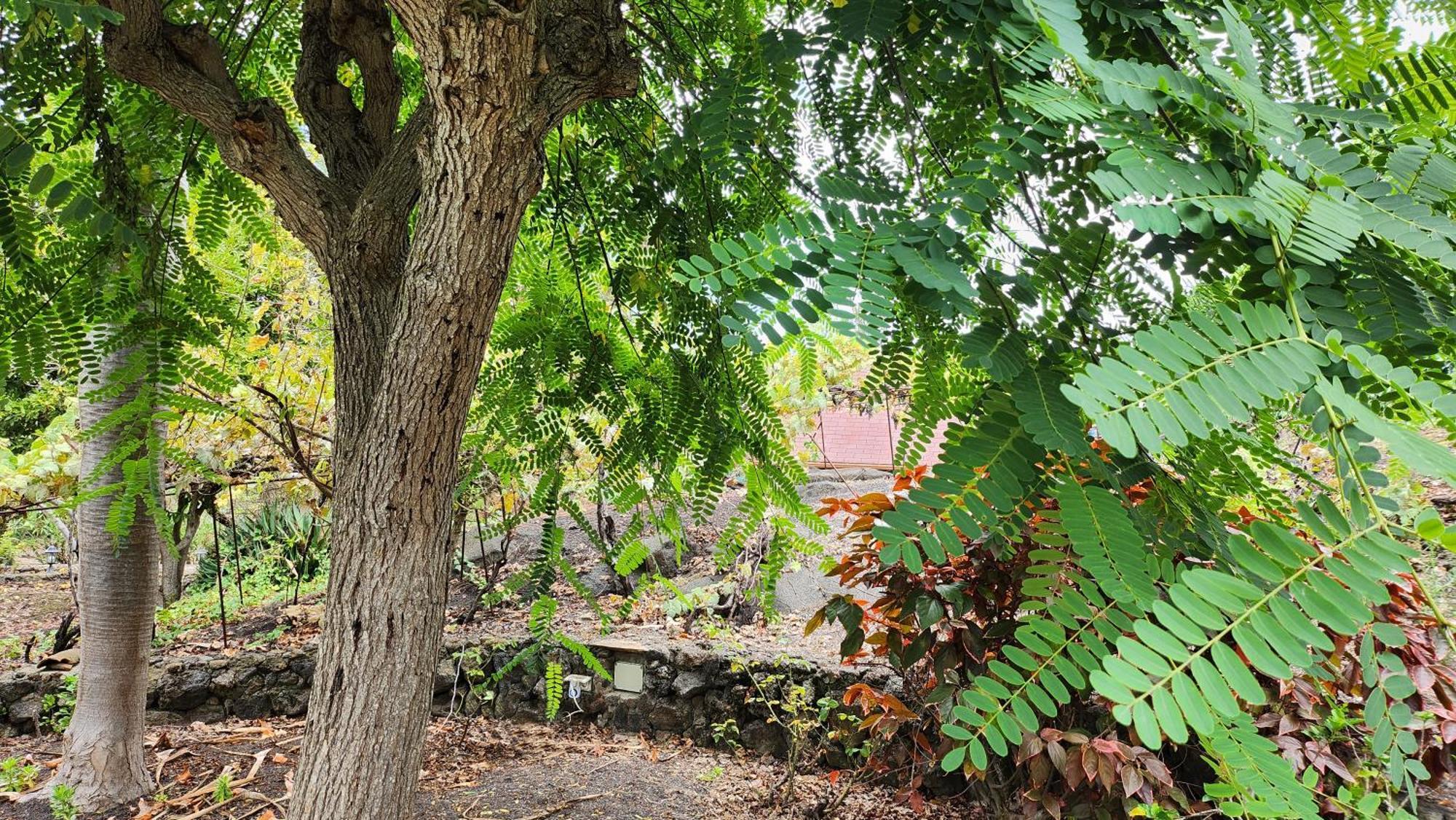 Oasis Hill Botanical Garden Villa Icod De Los Vinos Exterior photo